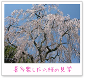 喜多家しだれ桜の見学