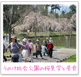 うのけ総合公園の桜見学と昼食